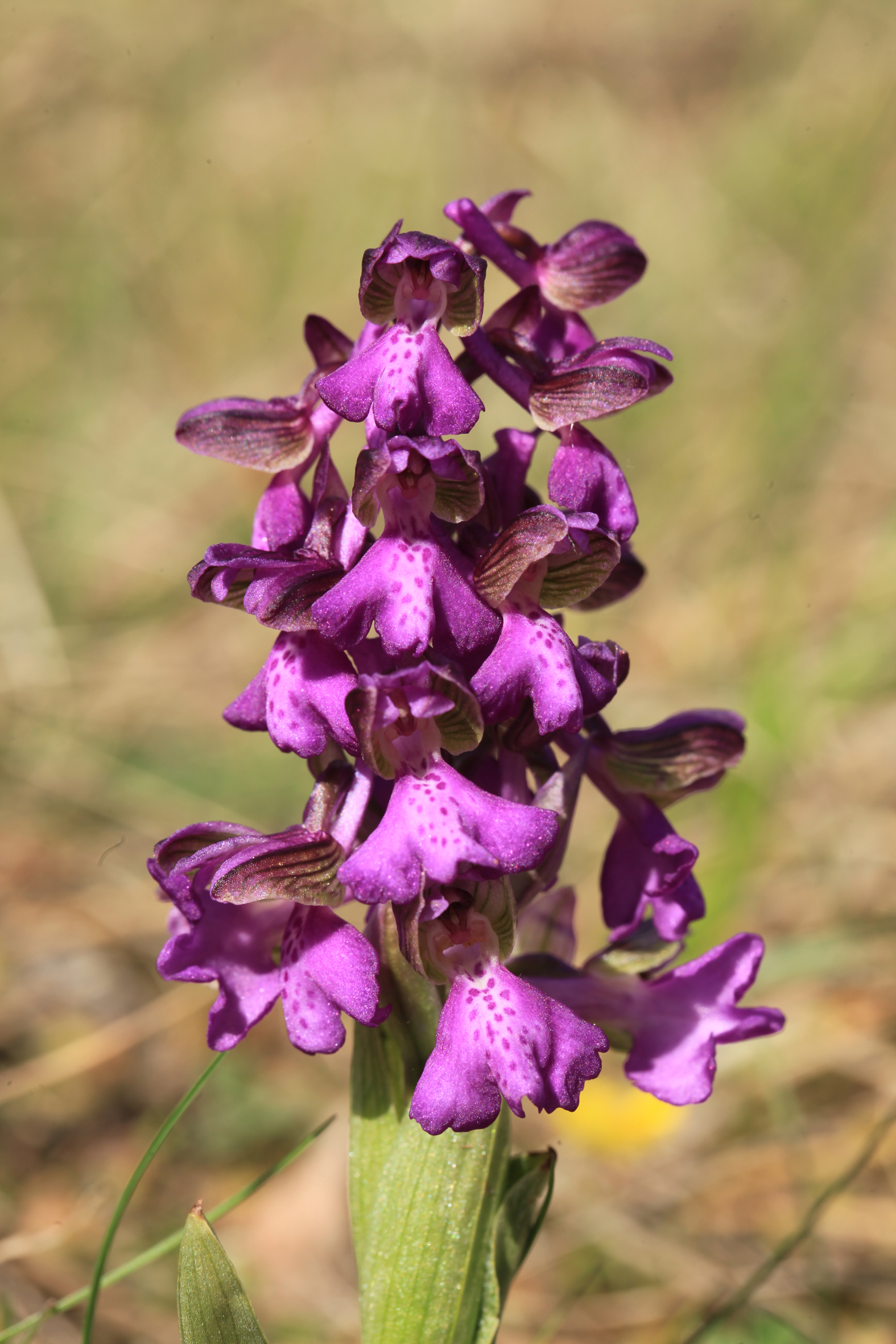Nationalpark-Donau-Auen-25624-7-Flora-Krautige-Kleines-Knabenkraut,Baumgartner.JPG