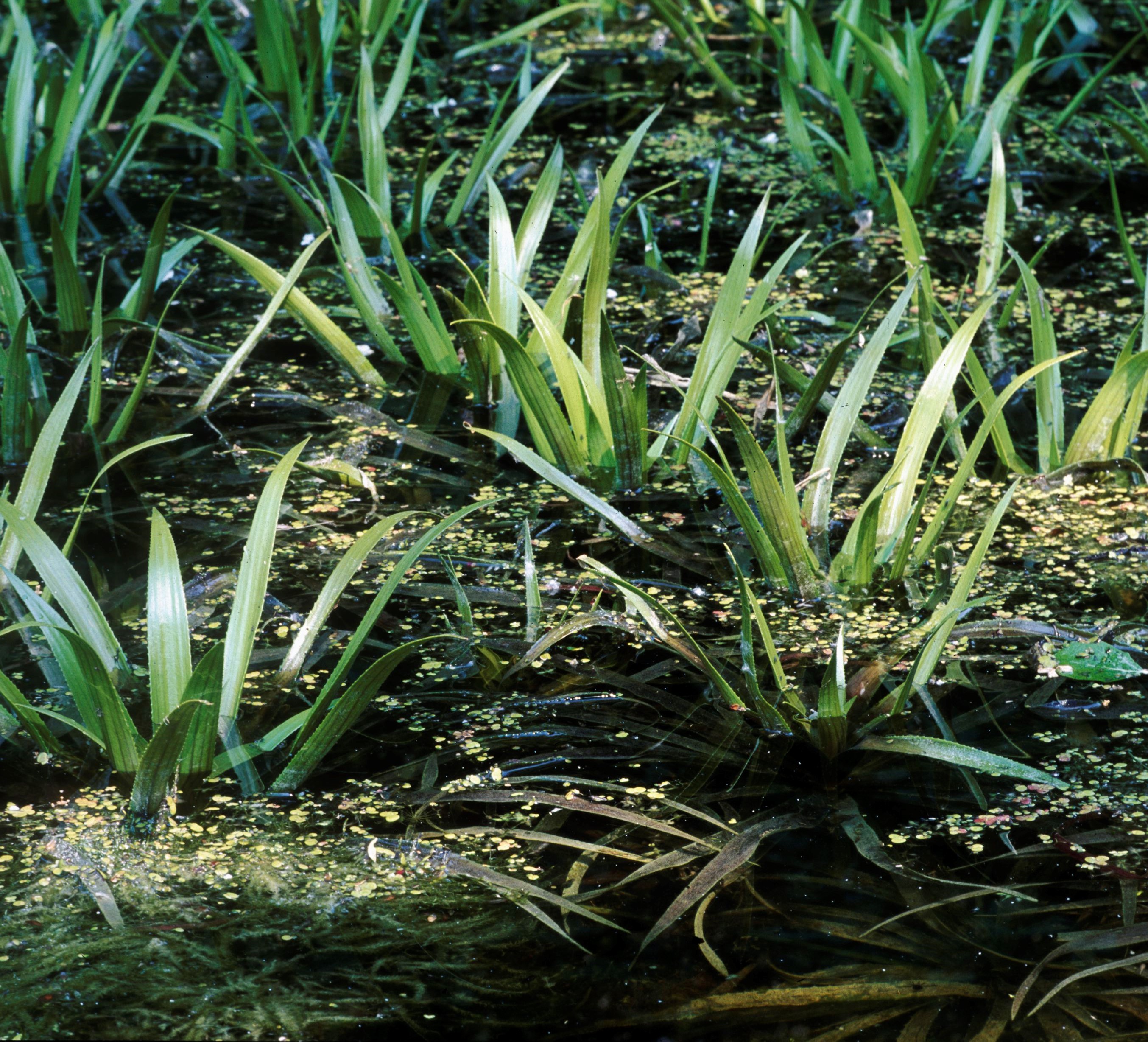 Nationalpark-Donau-Auen-2213-10-Flora-Wasserpflanzen-Krebsschere,Baumgartner.jpg