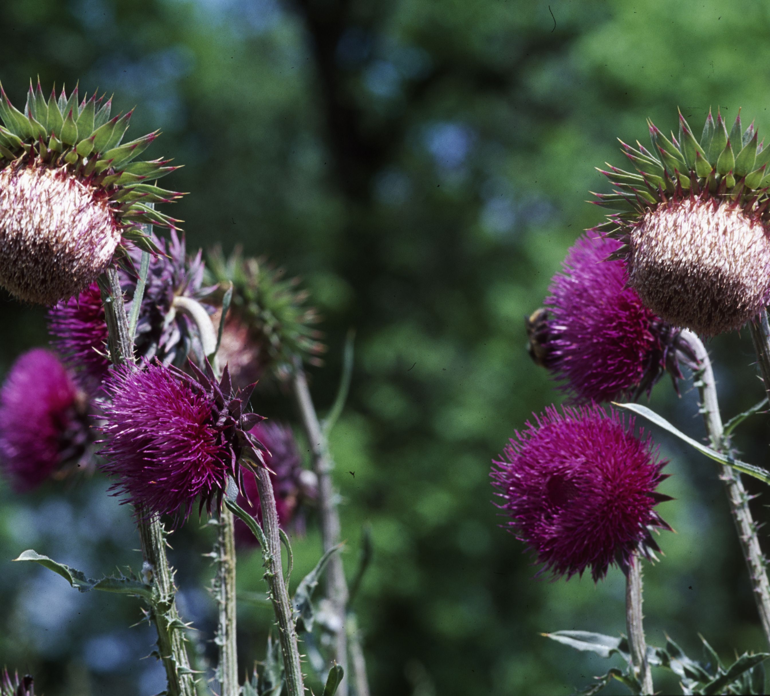 Nationalpark-Donau-Auen-2293-7-Flora-Krautige-Kugeldistel,Baumgartner.jpg