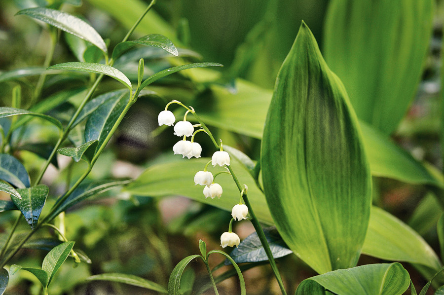 Nationalpark-Donau-Auen-13043-7-Flora-Krautige-Maiglockchen,KracherB.jpg