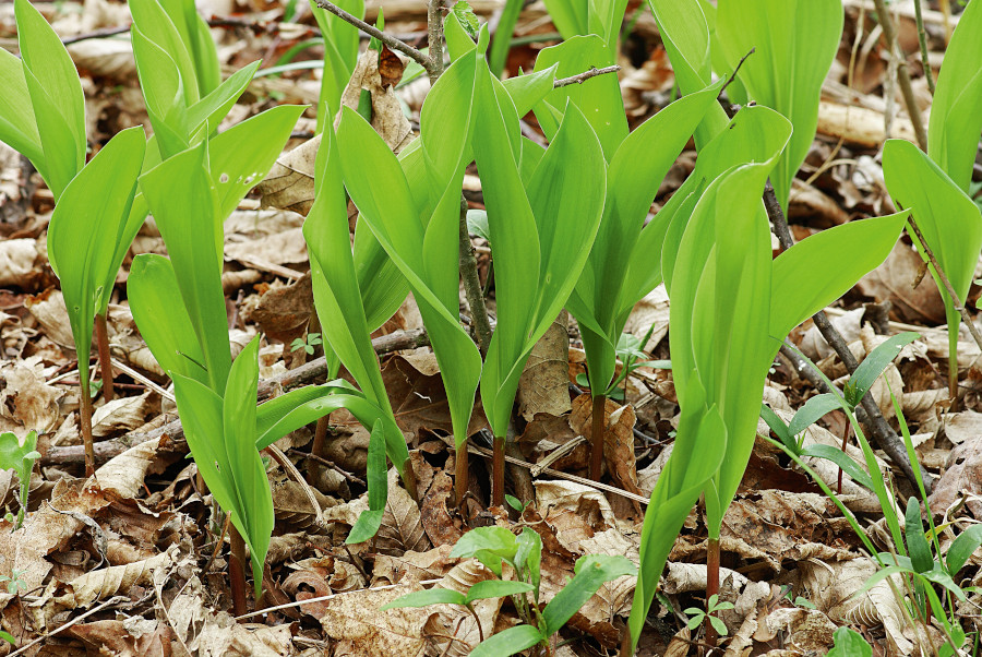 Nationalpark-Donau-Auen-35399-7-Flora-Krautige-Maiglockchenblatter,BaumgartnerB.jpg