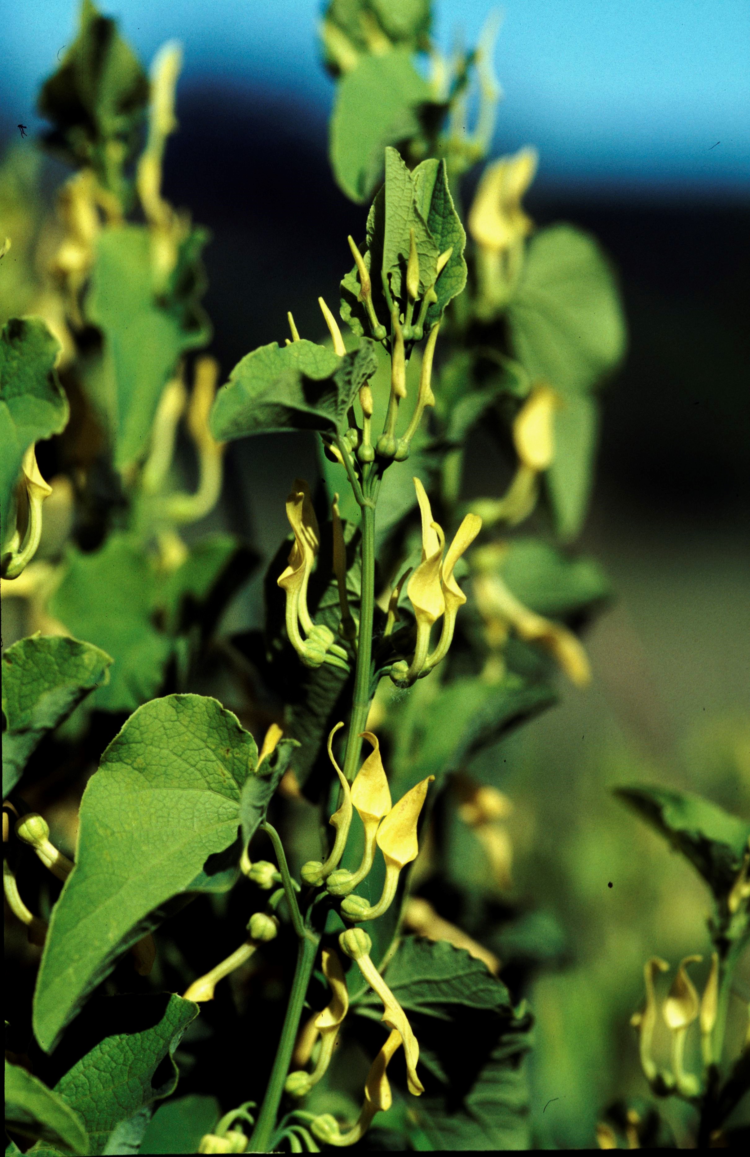 Nationalpark-Donau-Auen-1732-7-Flora-Krautige-Osterluzei,Baumgartner.jpg
