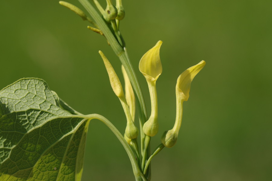 Nationalpark-Donau-Auen-46799-7-Flora-Krautige-Osterluzei_bluhend,Baumgartner.JPG