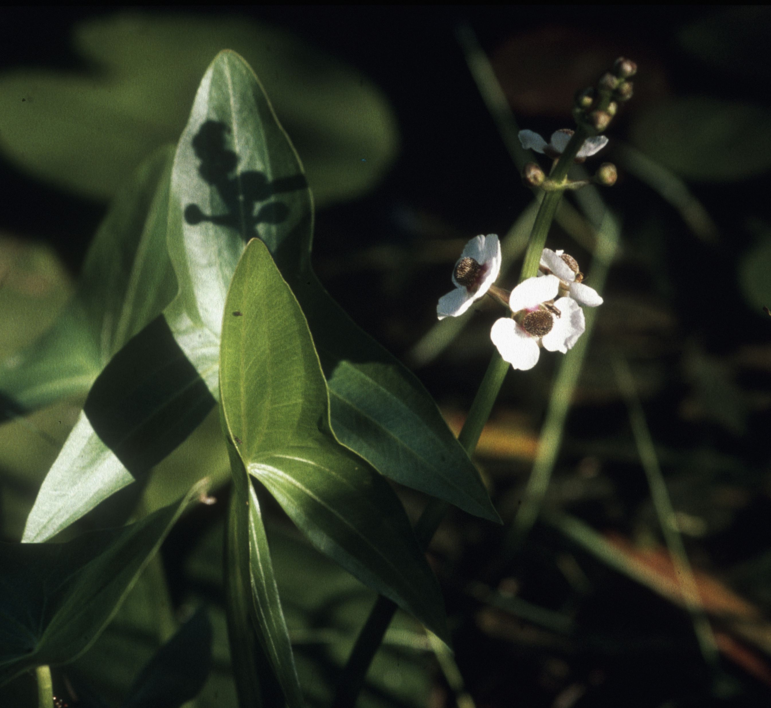 Nationalpark-Donau-Auen-279-10-Flora-Wasserpflanzen-Pfeilkraut,Golebiowski&Navara.jpg