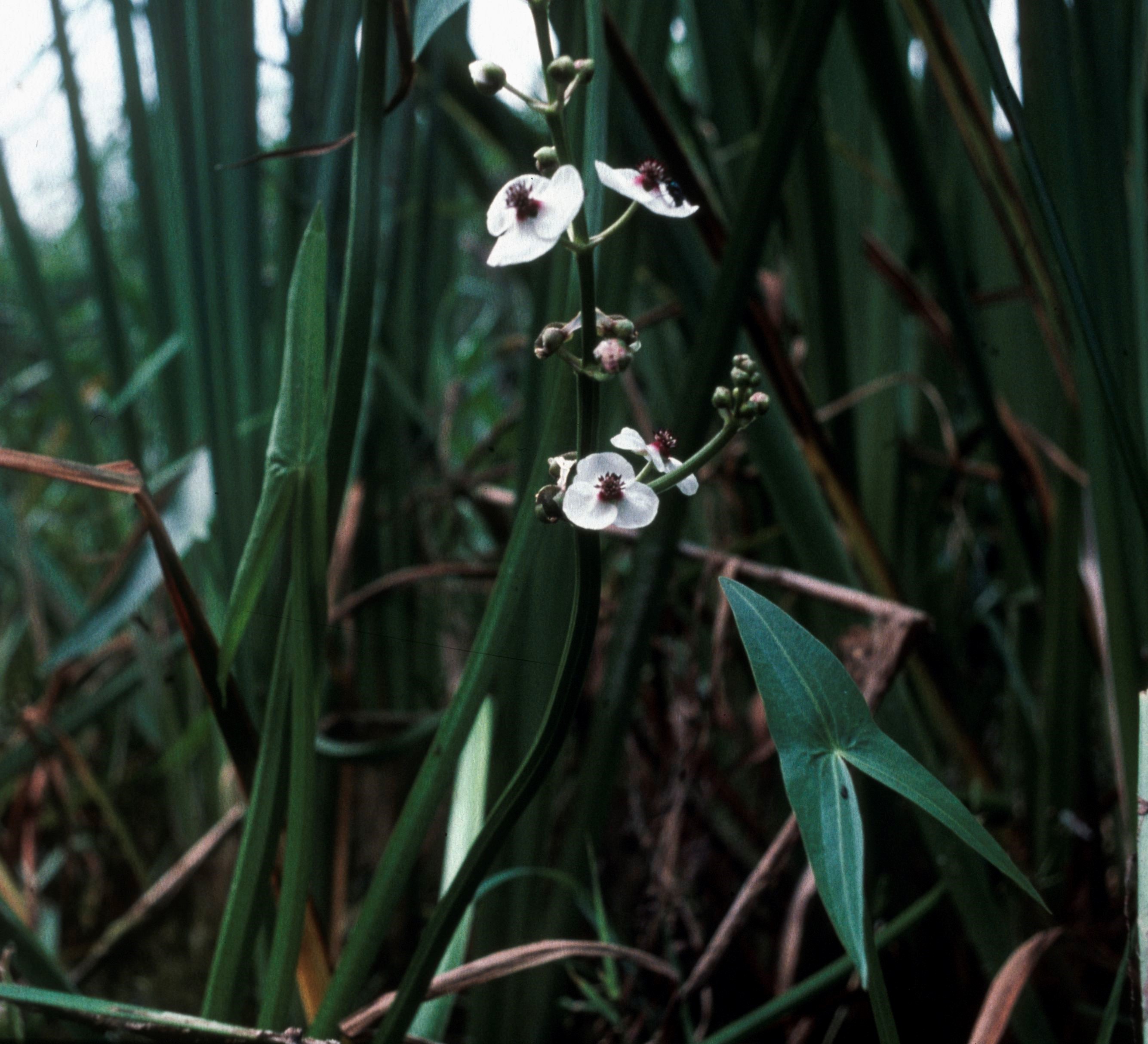 Nationalpark-Donau-Auen-283-10-Flora-Wasserpflanzen-Pfeilkraut,Golebiowski&Navara.jpg