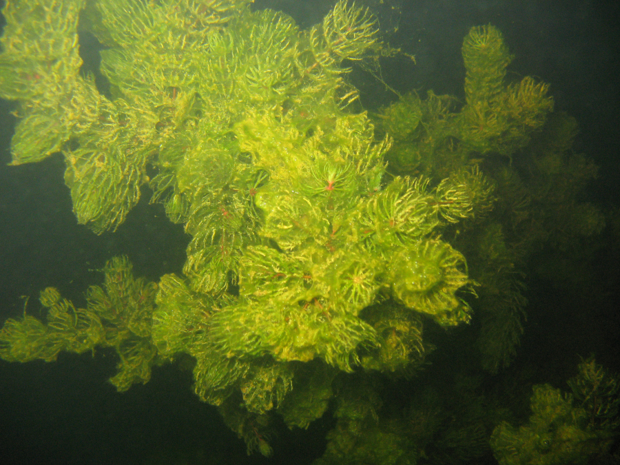 Nationalpark-Donau-Auen-12750-10-Flora-wasserpflanzen-Raues-Hornkraut,Mrkvicka.JPG