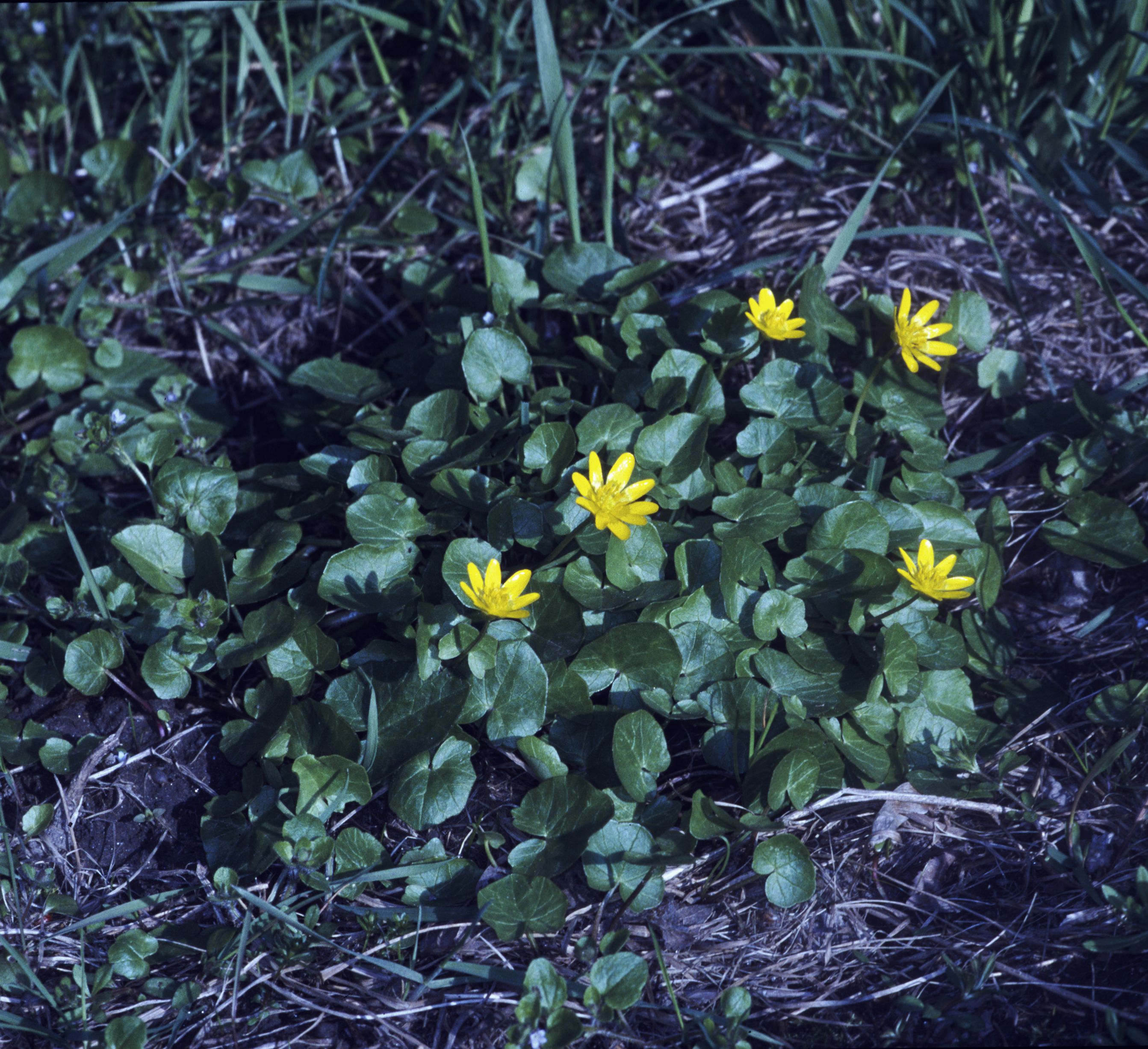 Nationalpark-Donau-Auen-1529-7-Flora-Krautige-Scharbockskraut,Baumgartner.jpg