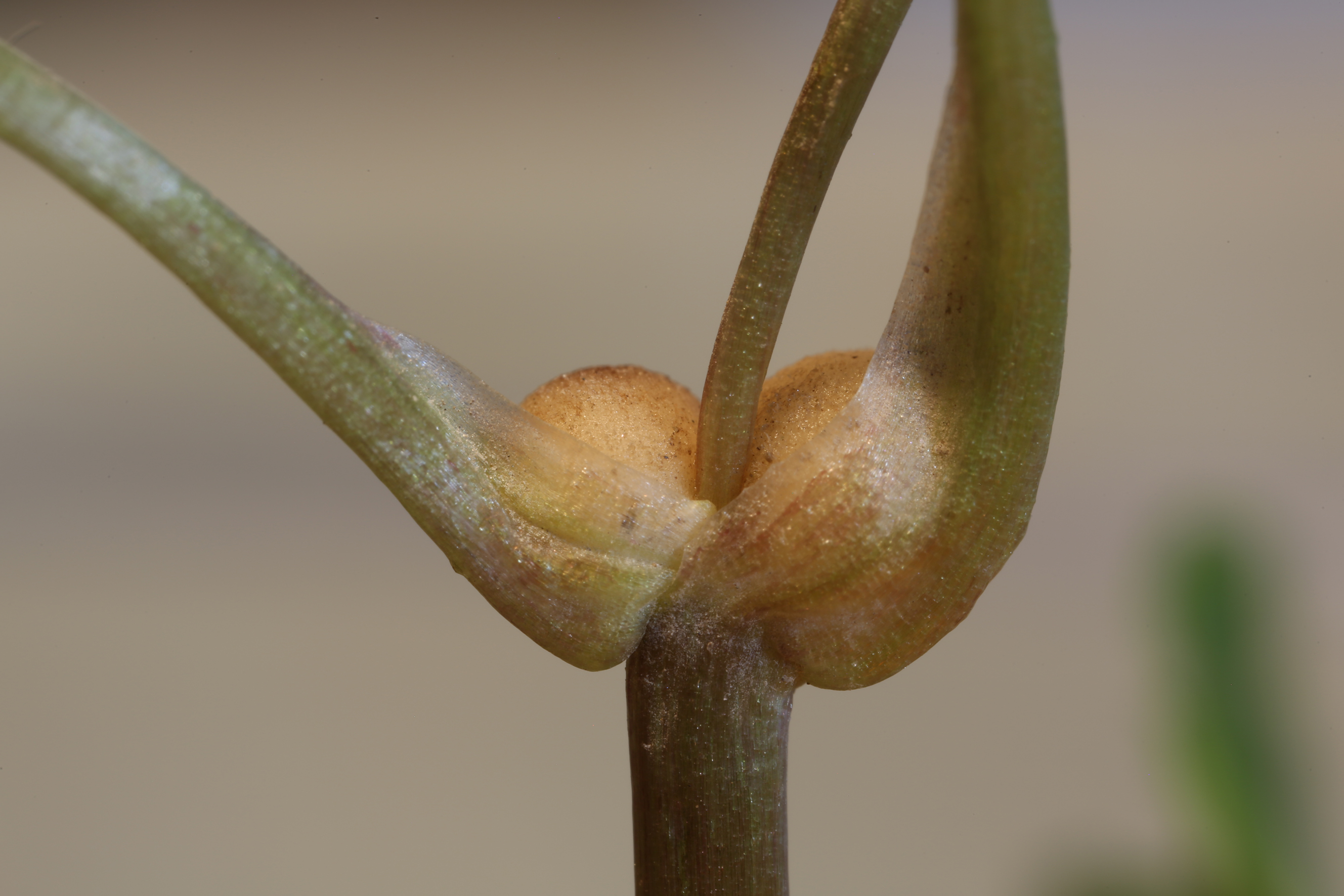 Nationalpark-Donau-Auen-35545-11-Flora-Geophyten-KnollchenScharbockskraut,Baumgartner.JPG