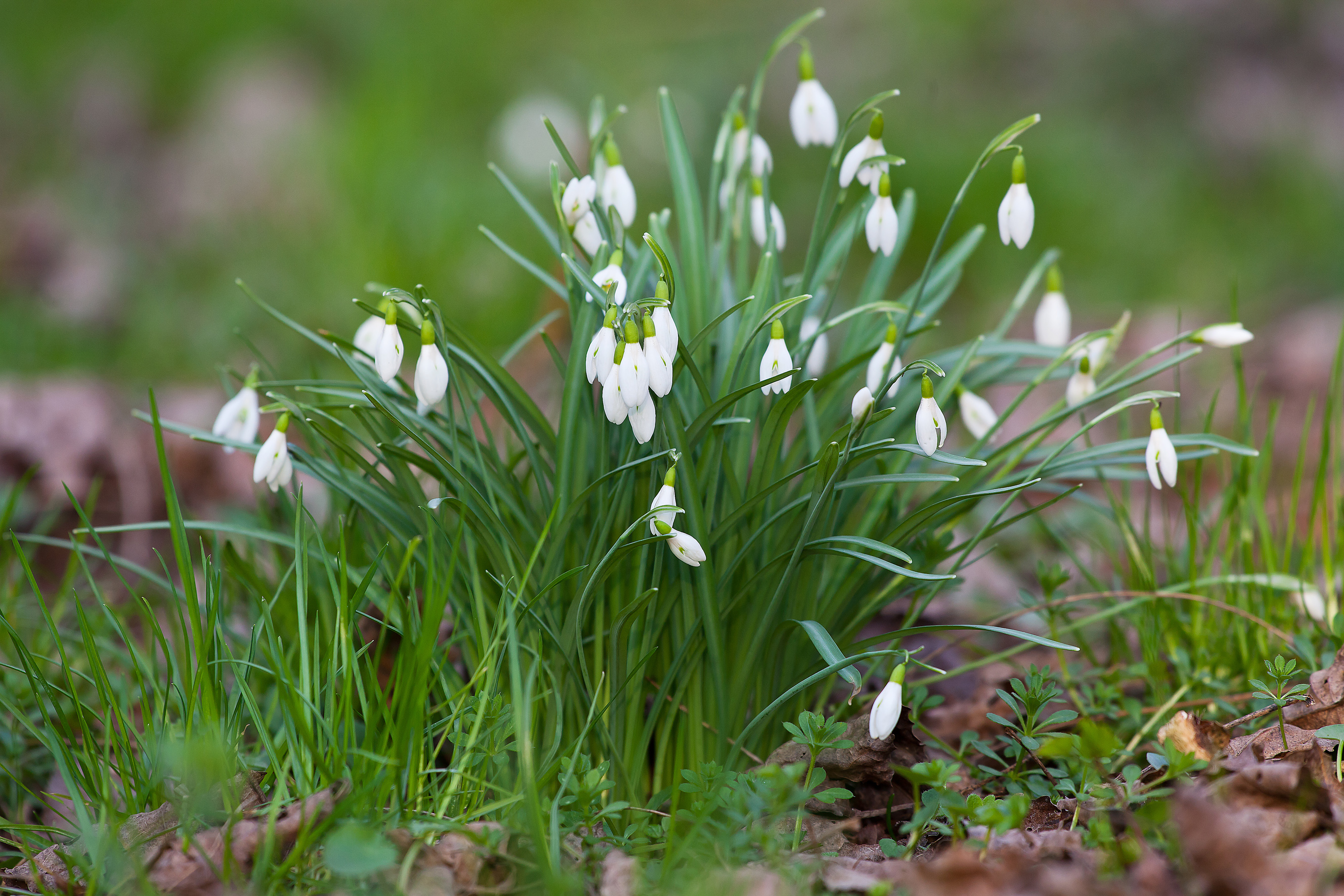 Nationalpark-Donau-Auen-27860-11-Flora-Geophyten-Schneeglockchen,Schneider.jpg
