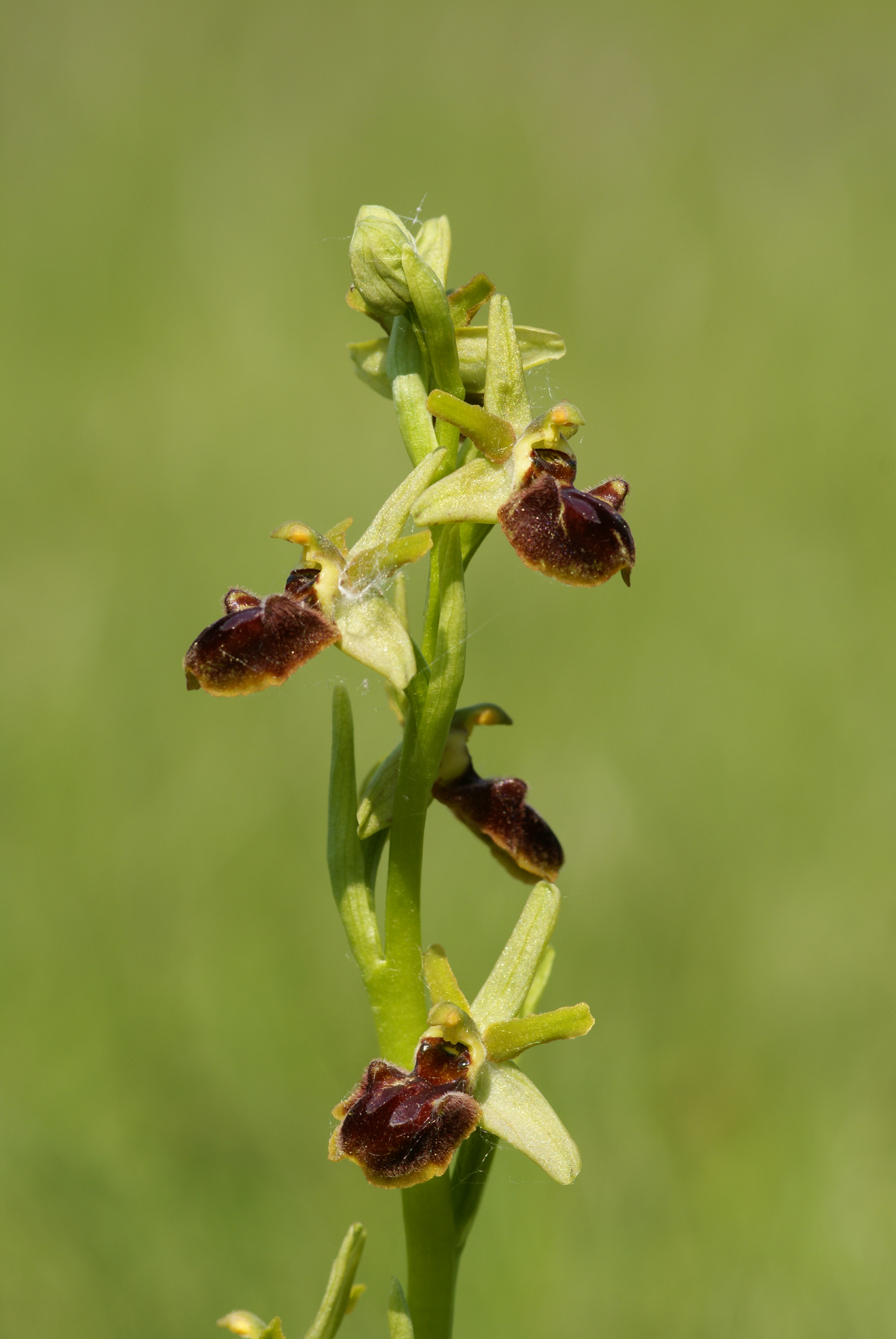 Nationalpark-Donau-Auen-16780-7-Flora-Krautige-Spinnenragwurz,Baumgartner.JPG