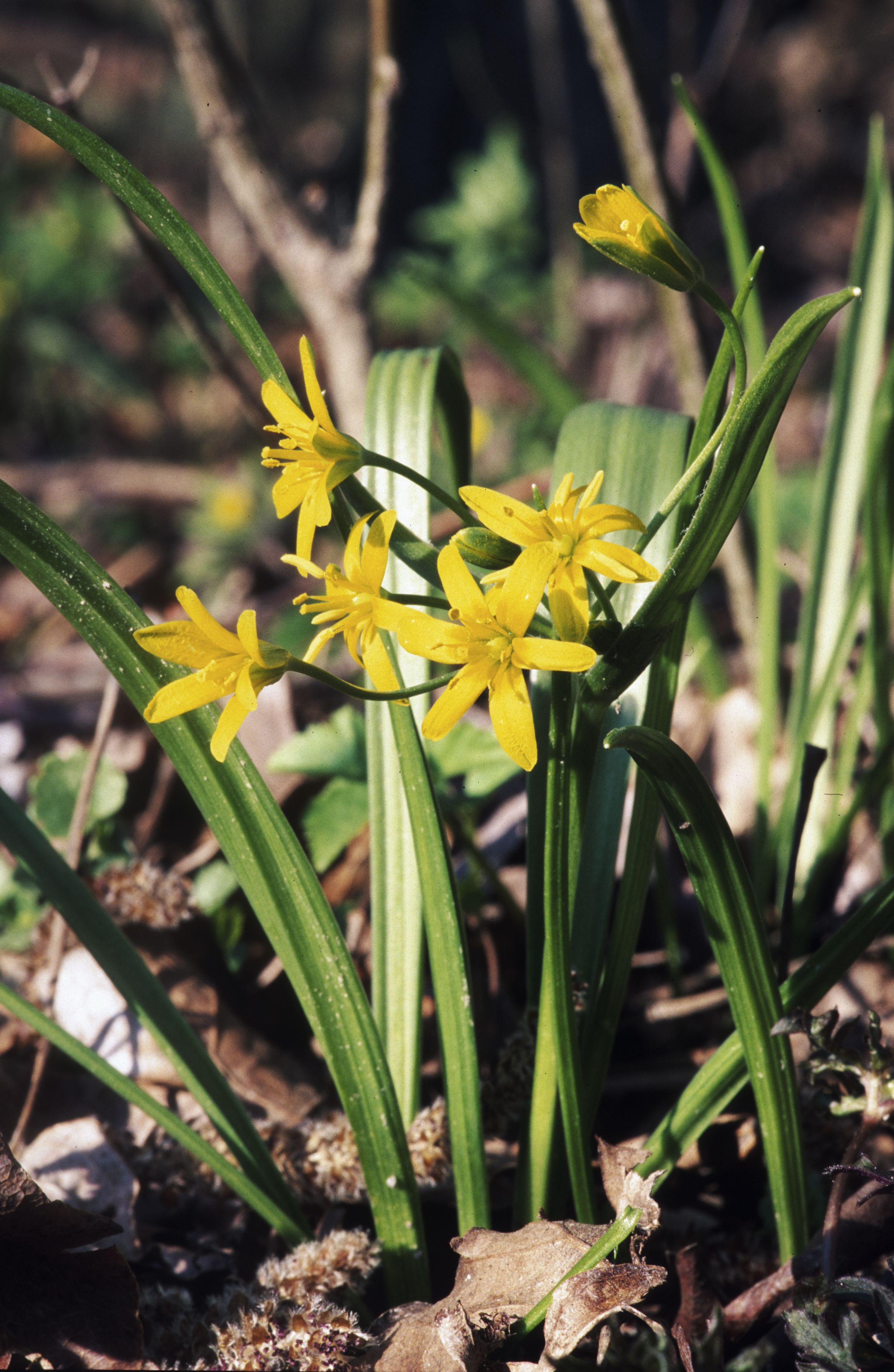 Nationalpark-Donau-Auen-6705-11-Flora-Geophyten-Gelbstern,Baumgartner.jpg