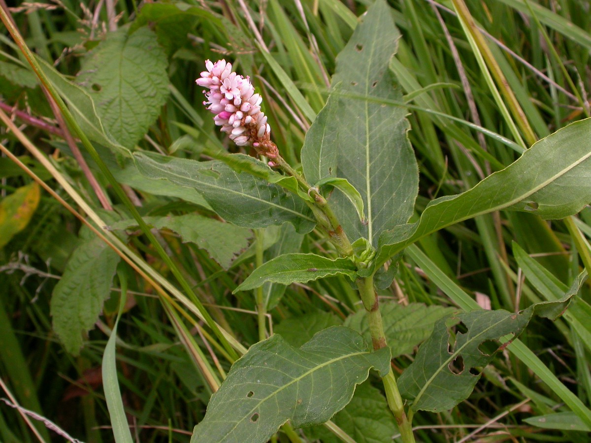 Nationalpark-Donau-Auen-Wasserknoterich,-Saxifraga-Peter-Meininger.JPG