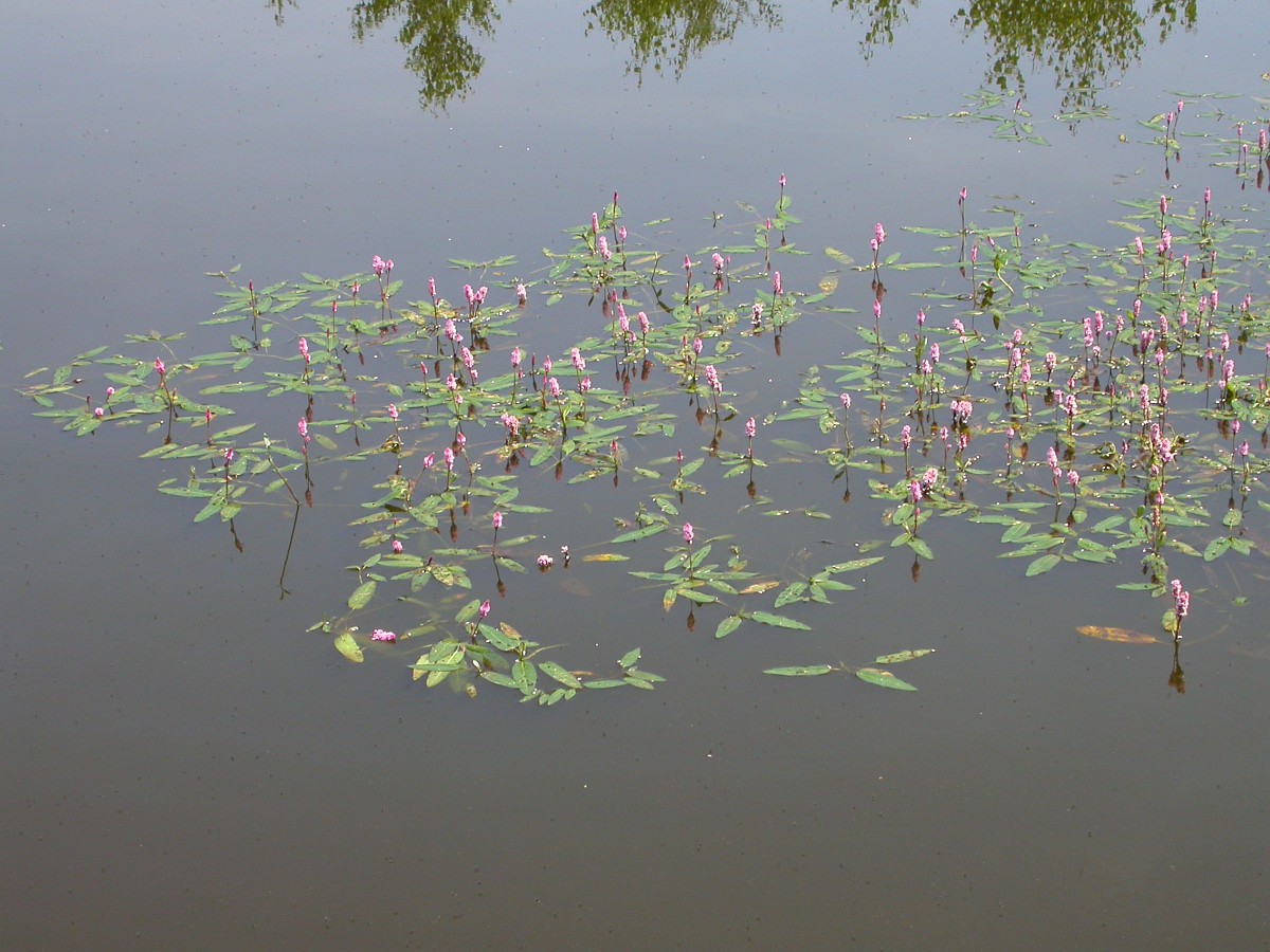 Nationalpark-Donau-Auen-Wasserknoterich-1,-Saxifraga-Peter-Meininger.JPG