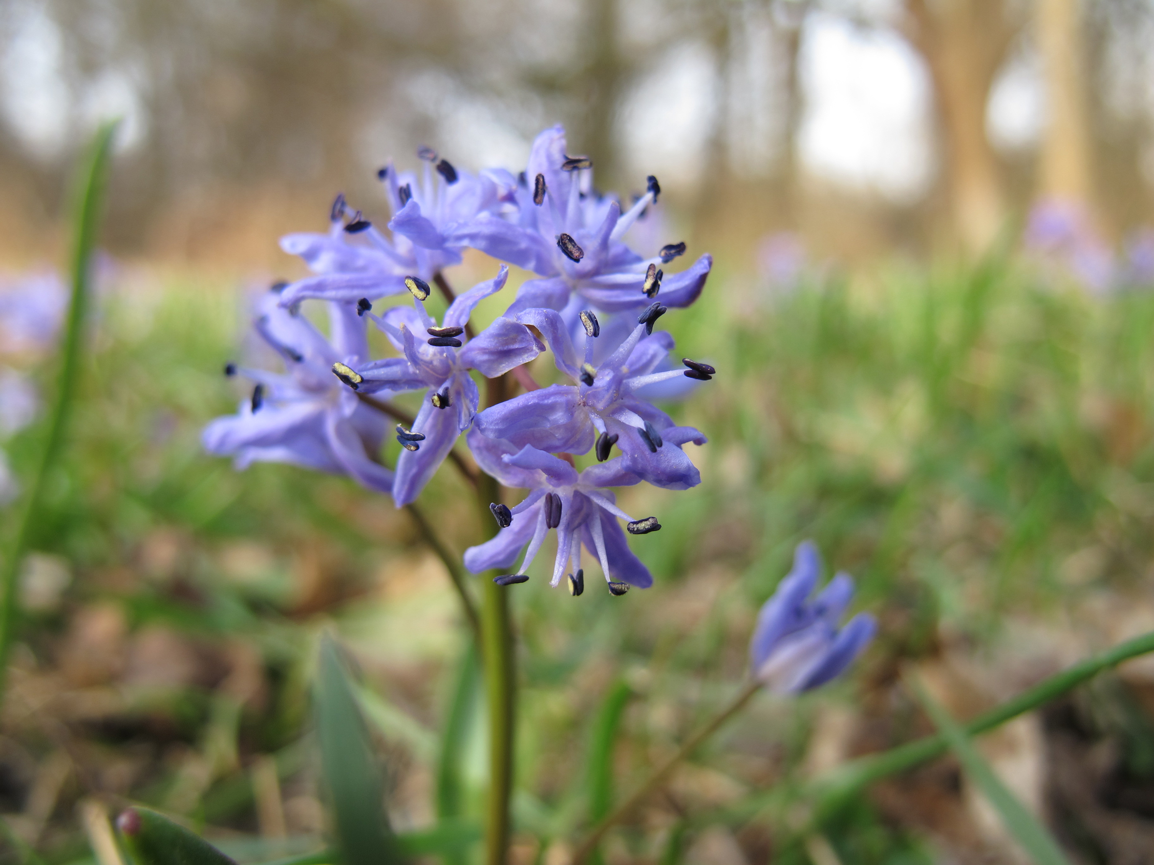 Nationalpark-Donau-Auen-25646-7-Flora-Krautige-Blaustern,Baumgartner.JPG