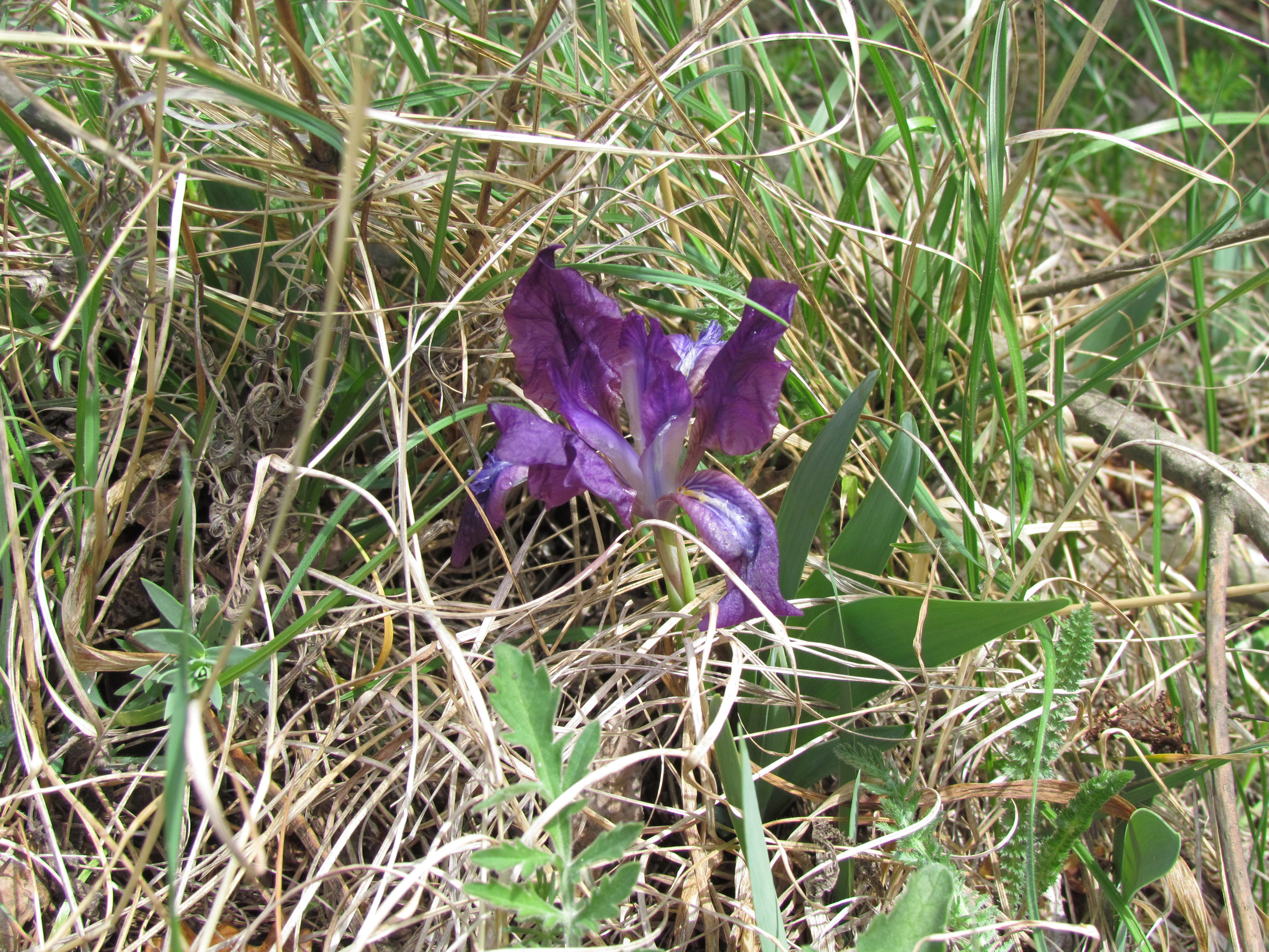 Nationalpark-Donau-Auen-23845-7-Flora-Krautige-Zwergschwertlilie,Frank.JPG