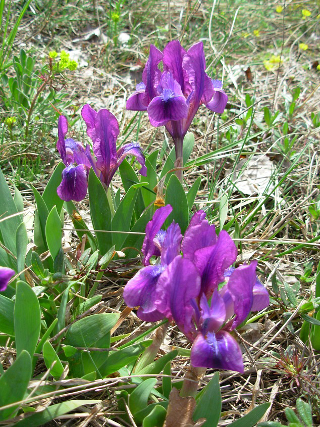 Nationalpark-Donau-Auen-45368-7-Flora-Zwergschwertlilie,Zlochova.jpg