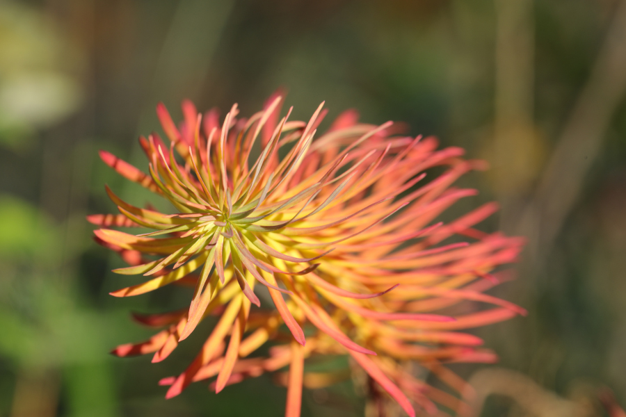 Nationalpark-Donau-Auen-44256-7-Flora-Krautige-Zypressenwolfsmilch_Lobau1017,Baumgartner.JPG