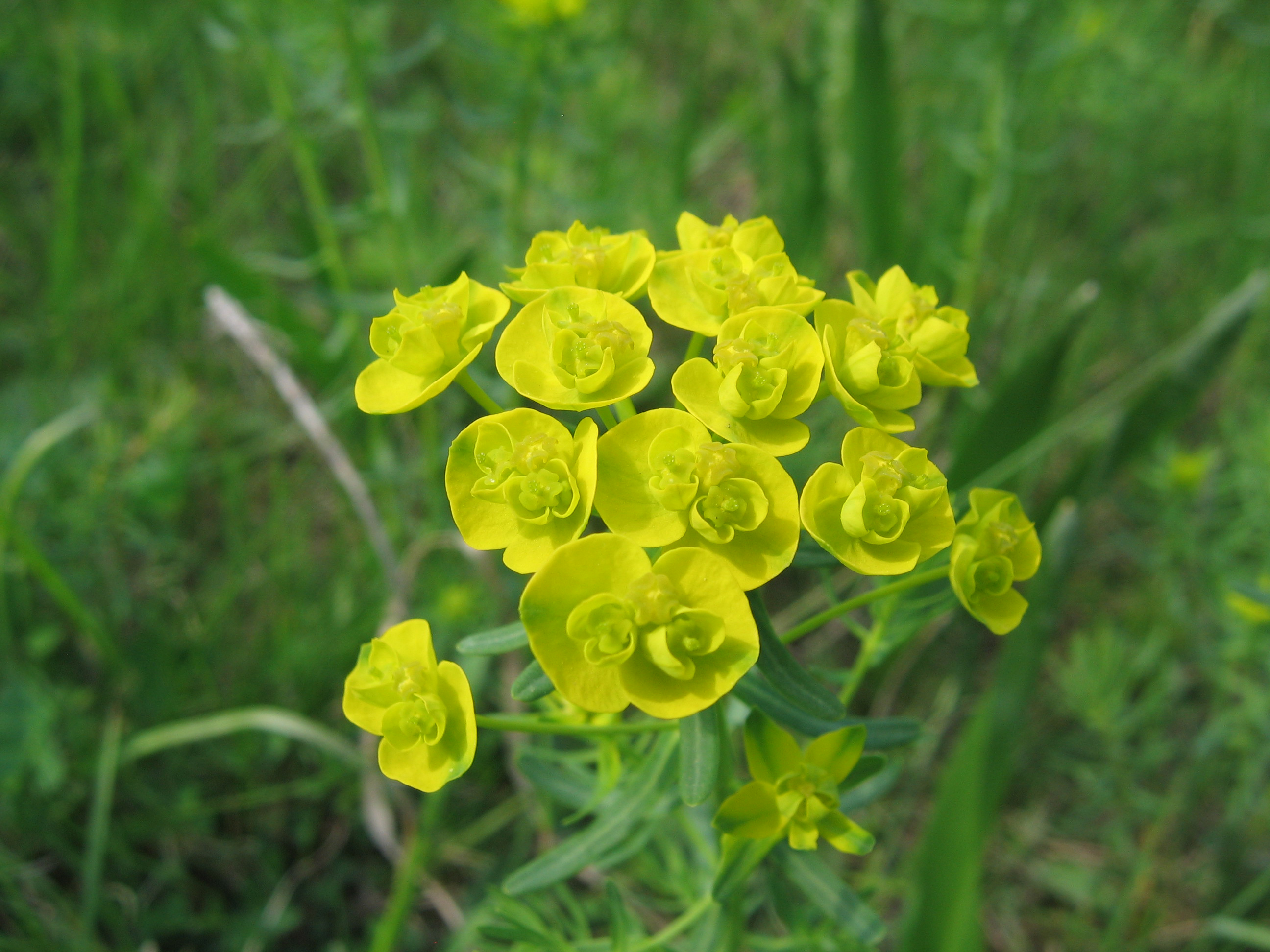 Nationalpark-Donau-Auen-47194-7-Flora-Krautige-Zypressenwolfsmilch,Baumgartner.JPG