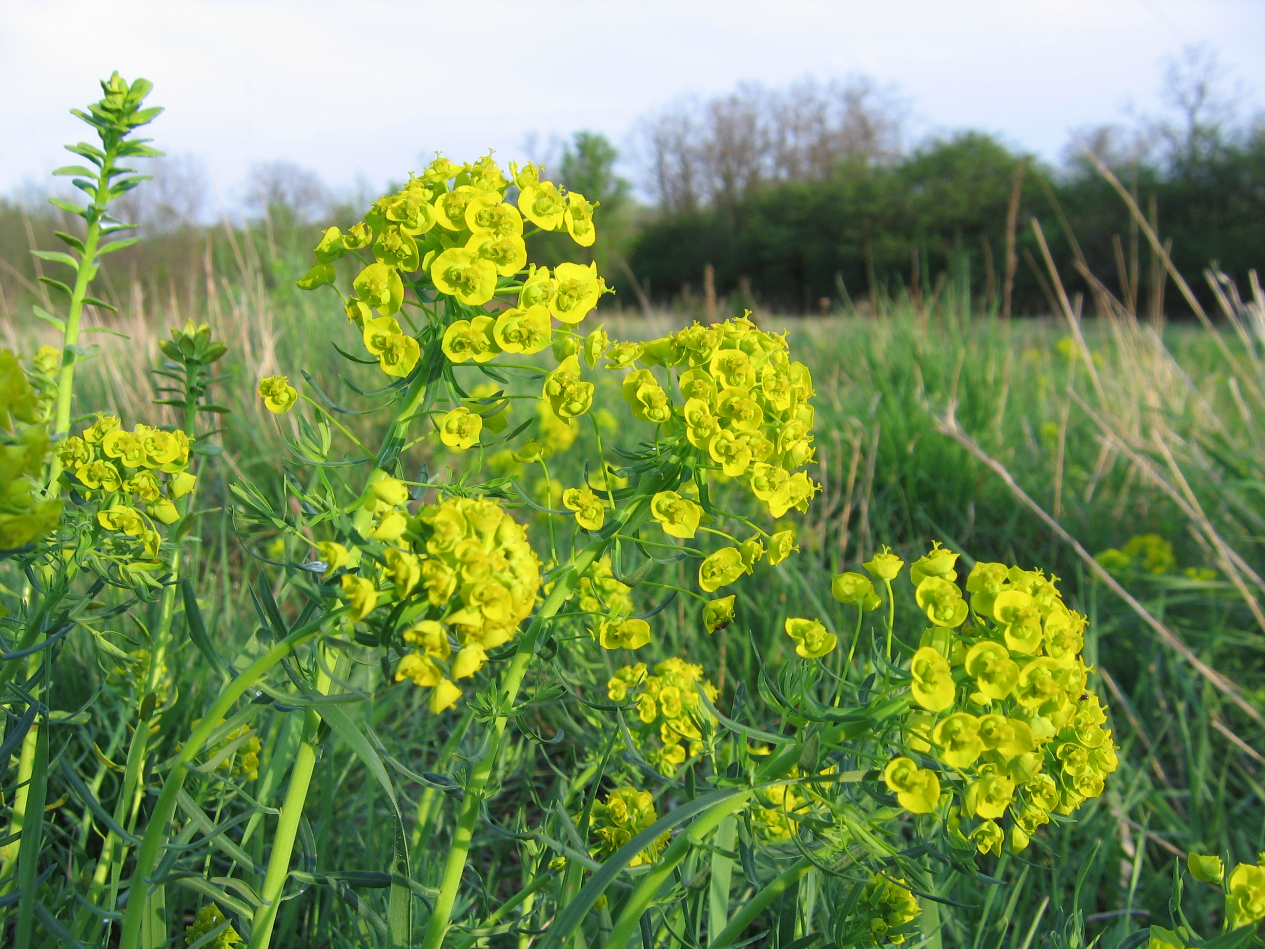 Nationalpark-Donau-Auen-47196-7-Flora-Krautige-Zypressenwolfsmilch,Baumgartner.JPG
