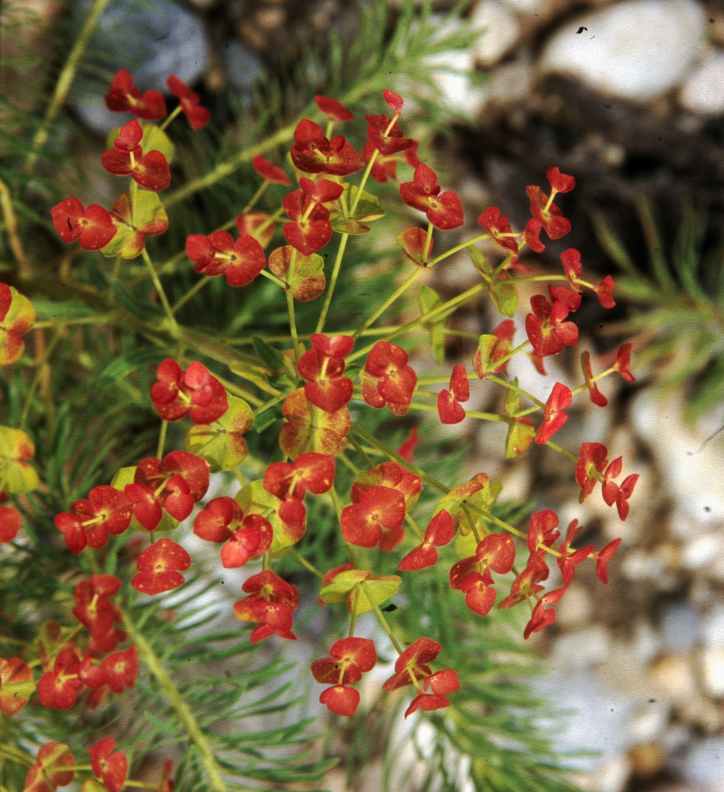 Nationalpark-Donau-Auen-550-7-Flora-Krautige-Zypressenwolfsmilch-verpilzt,Baumgartner.jpg