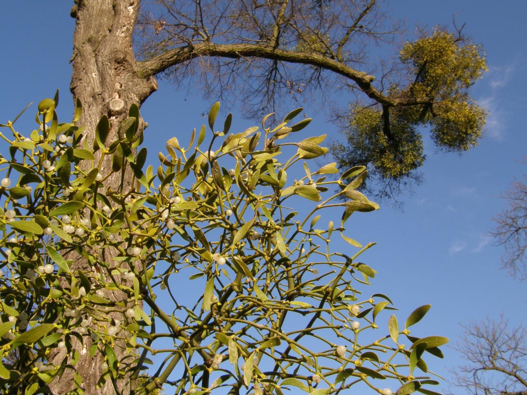 Nationalpark-Donau-Auen-14500-6-Flora-Parasiten-Laubholzmistel,Neumair.jpg
