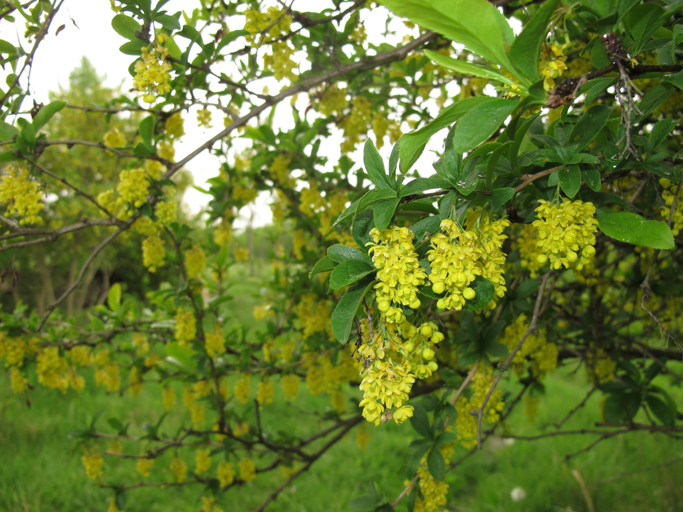 Nationalpark-Donau-Auen-29913-6-Flora-Baume-und-Straucher-Berberitze,Baumgartner.JPG