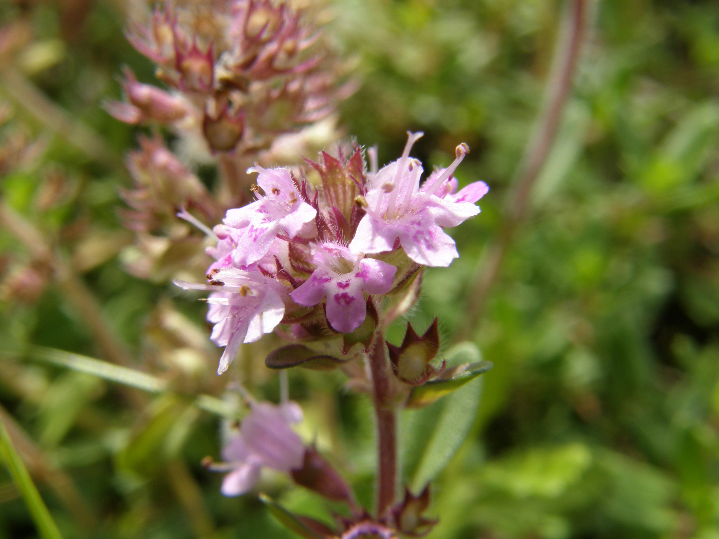 Nationalpark-Donau-Auen-13081-6-Flora-Baume-und-Straucher-Thymian-Thymus-pulegioides,Neumair.JPG