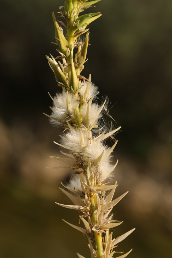 Nationalpark-Donau-Auen-51095-6-Flora-Baume-und-Straucher-Deutsche-Tamariske-fruchtend,-Baumgartner.JPG