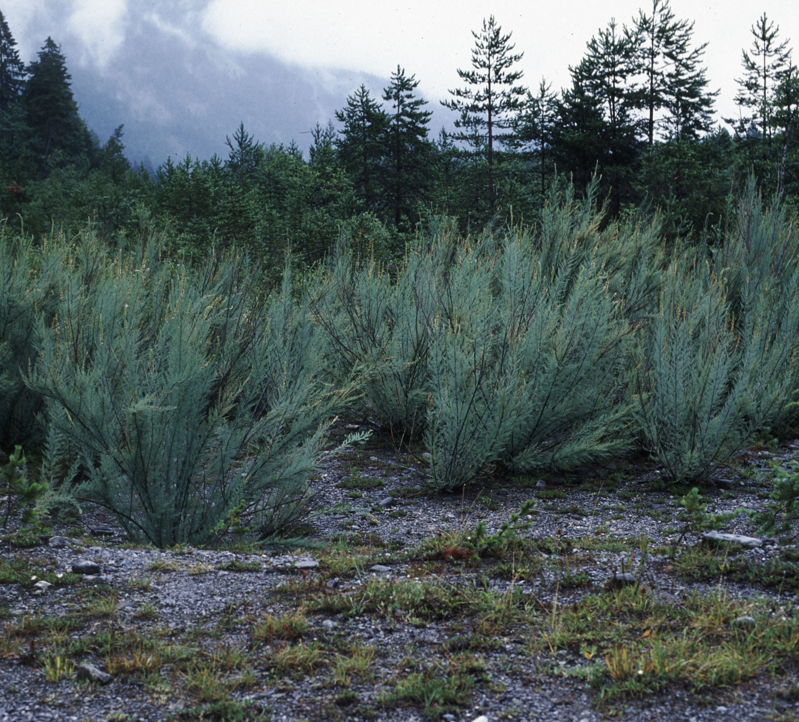 Nationalpark-Donau-Auen-5403-8-Flora-Pioniervegetation-Dte.-Tamariske-Pflanzen,Baumgartner.jpg