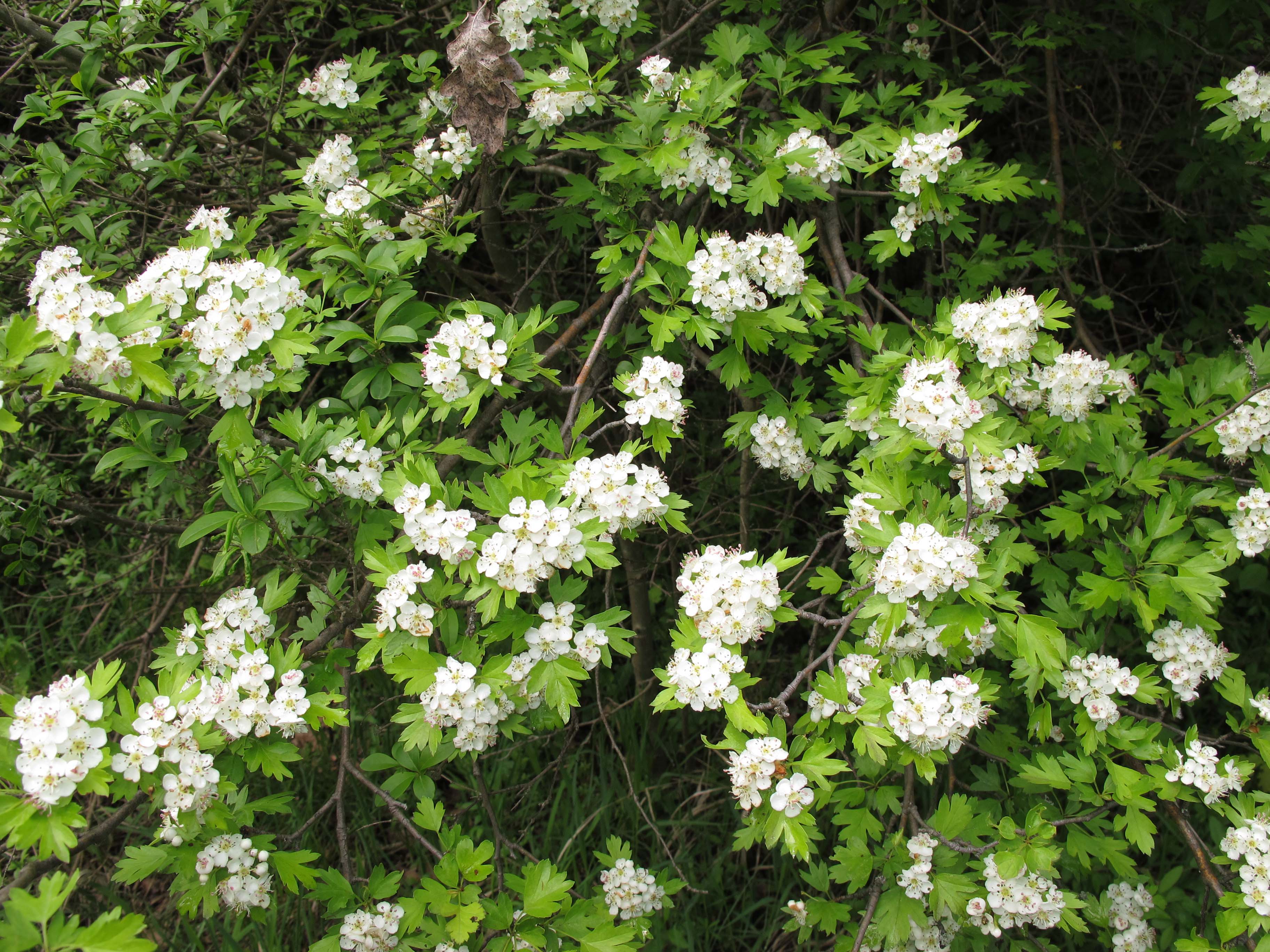Nationalpark-Donau-Auen-44861-6-Flora-Baume-u-Staucher-EingriffeligerWeissdorn,Baumgartner.JPG