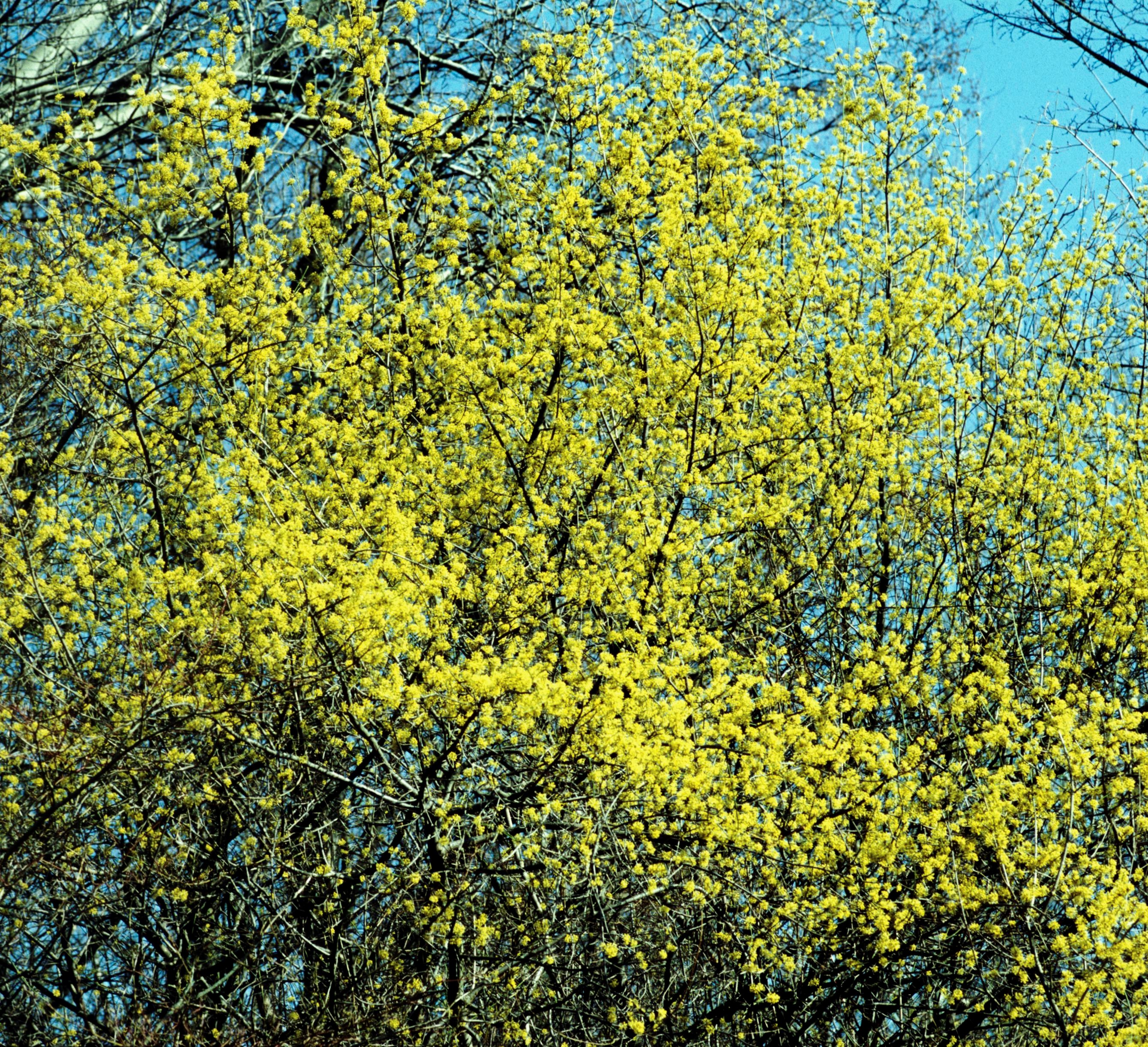 Nationalpark-Donau-Auen-6703-6-Flora-Baume-und-Straucher-Gelber-Dirndlstrauch,Baumgartner.jpg