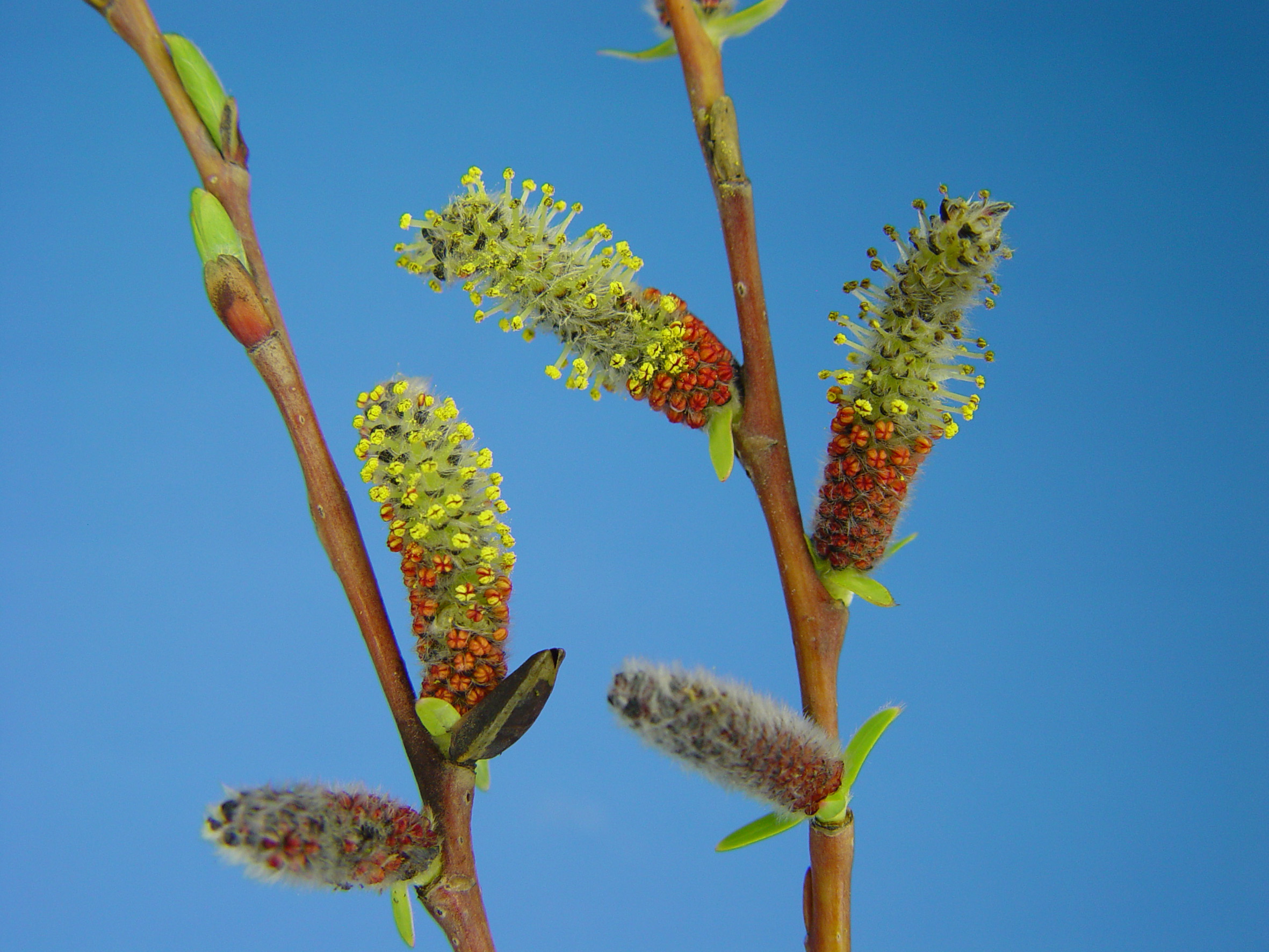 Nationalpark-Donau-Auen-10609-6-Flora-Baume-u-Staucher-Purpurweide,Mrkwicka.jpg