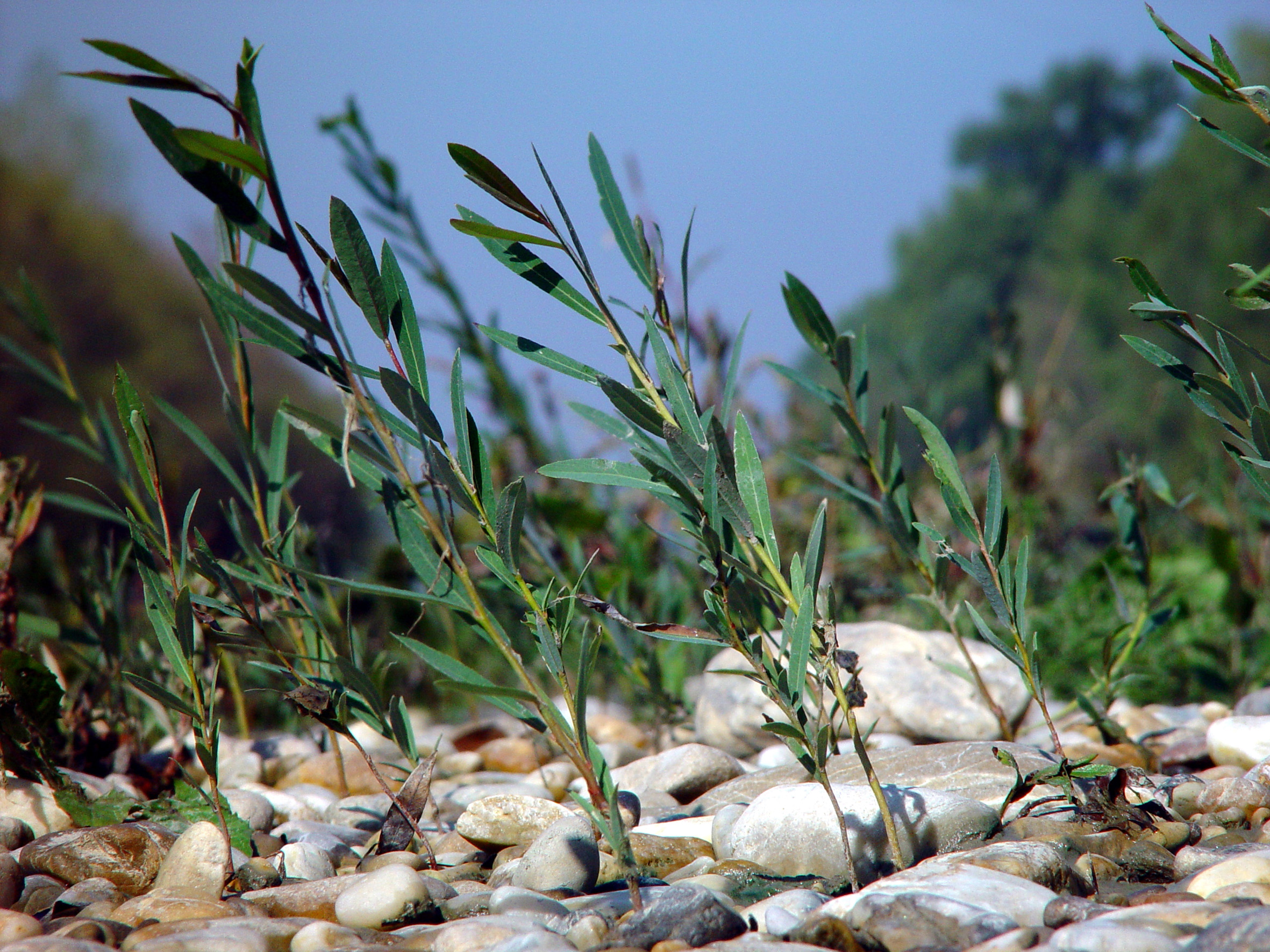 Nationalpark-Donau-Auen-10611-6-Flora-Baume-u-Staucher-Purpurweide,Mrkwicka.jpg