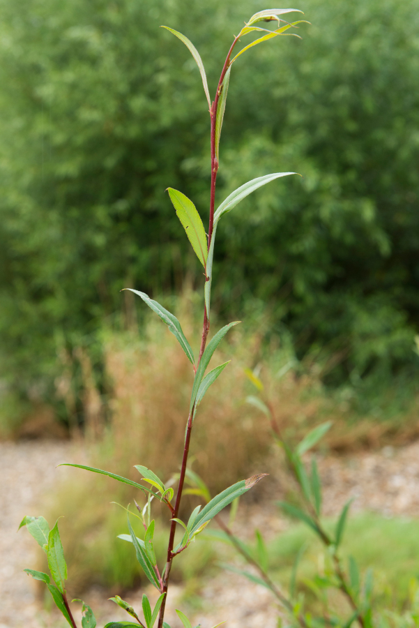 Nationalpark-Donau-Auen-39779-6-Flora-Baume-und-Straucher-Purpurweide,Kovacs.jpg