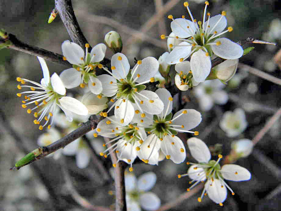 Nationalpark-Donau-Auen-37738-6-Flora-Baume-u-Staucher--Schlehdorn,Neumair.JPG