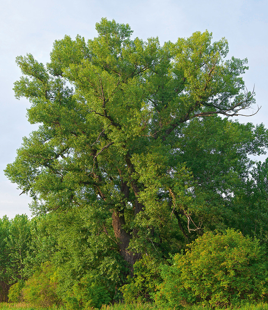 nationalpark-donau-auen-schwarzpappel1.jpg