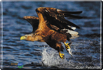 Nationalpark-Donau-Auen-Motiv-Magnete1.png