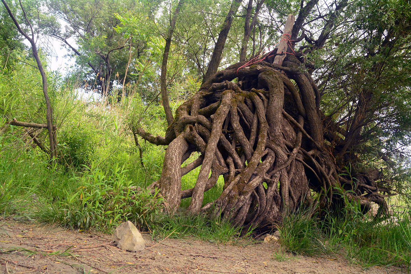 nationalpark-donau-auen-weizer_detail.jpg