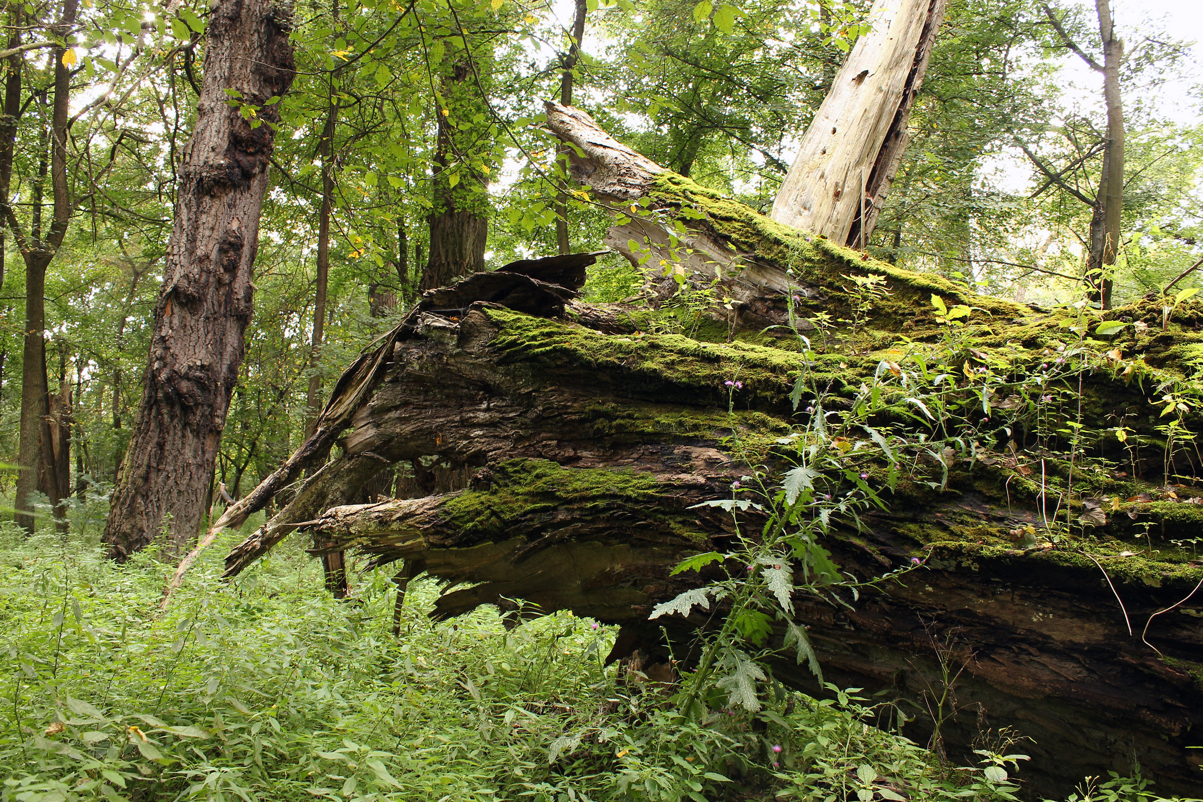 Nationalpark-Donau-Auen-Totholz_Kern.jpg