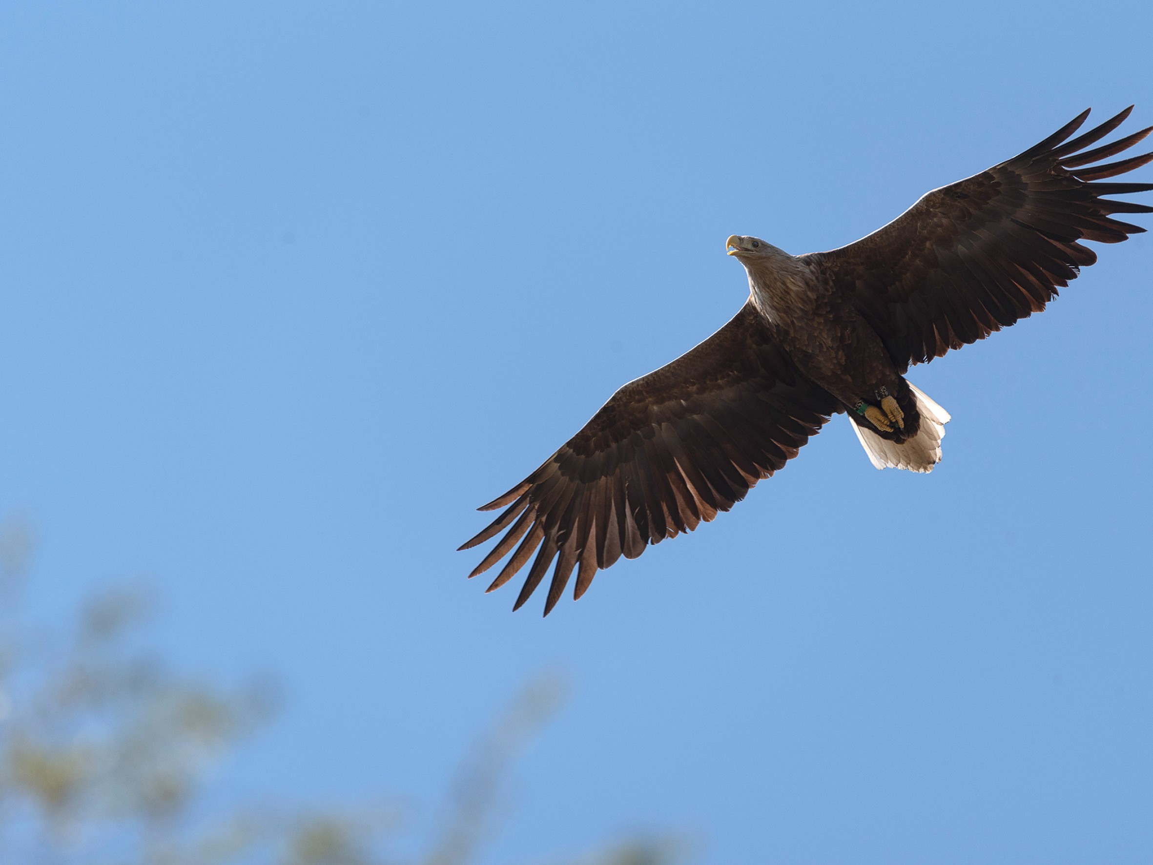 nationalpark-donau-auen-seeadler,-posteiner.jpg