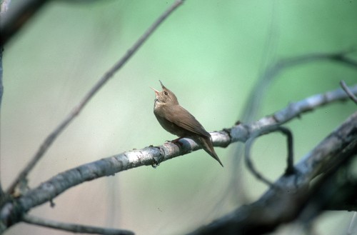nationalpark-donau-auen-vogelstimmen,-thaler.jpg
