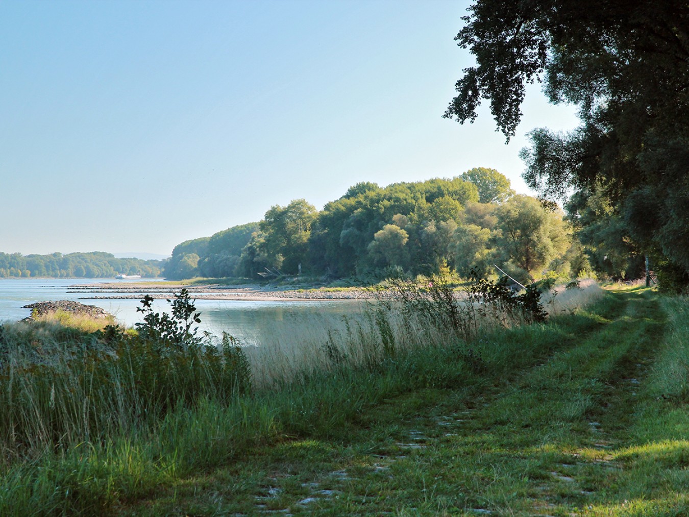 Nationalpark-Donau-Auen-Haslau.jpg
