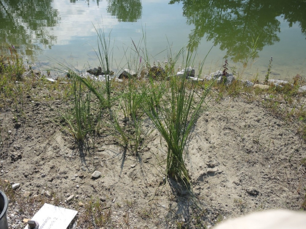 Zwerg-Rohrkolben: Erhaltung und Vermehrung in einem Uferbeet