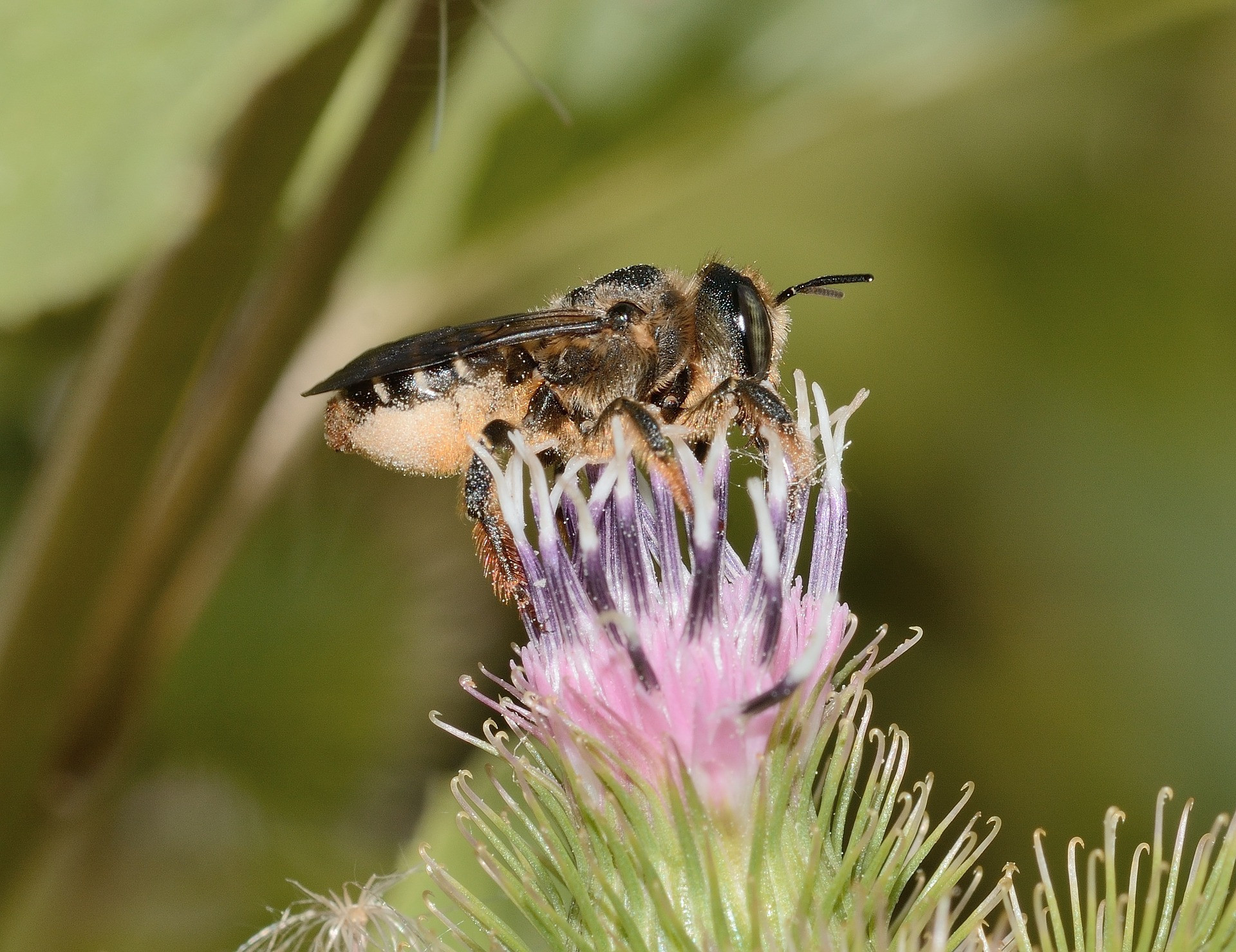 Nationalpark-Donau-Auen-Blattschneiderbiene,FRANCO-PATRIZIA-auf-Pixabay.jpg