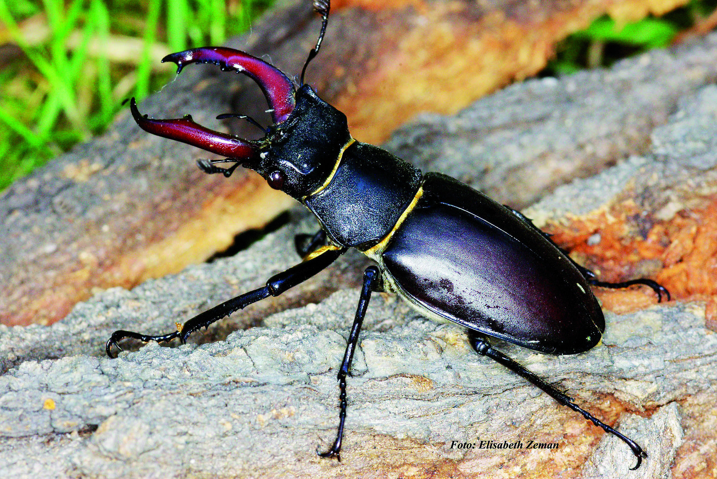 Nationalpark-Donau-Auen-11134-5-Fauna-WL-Insekten,Hirschkafer,bSendorZeman.jpg