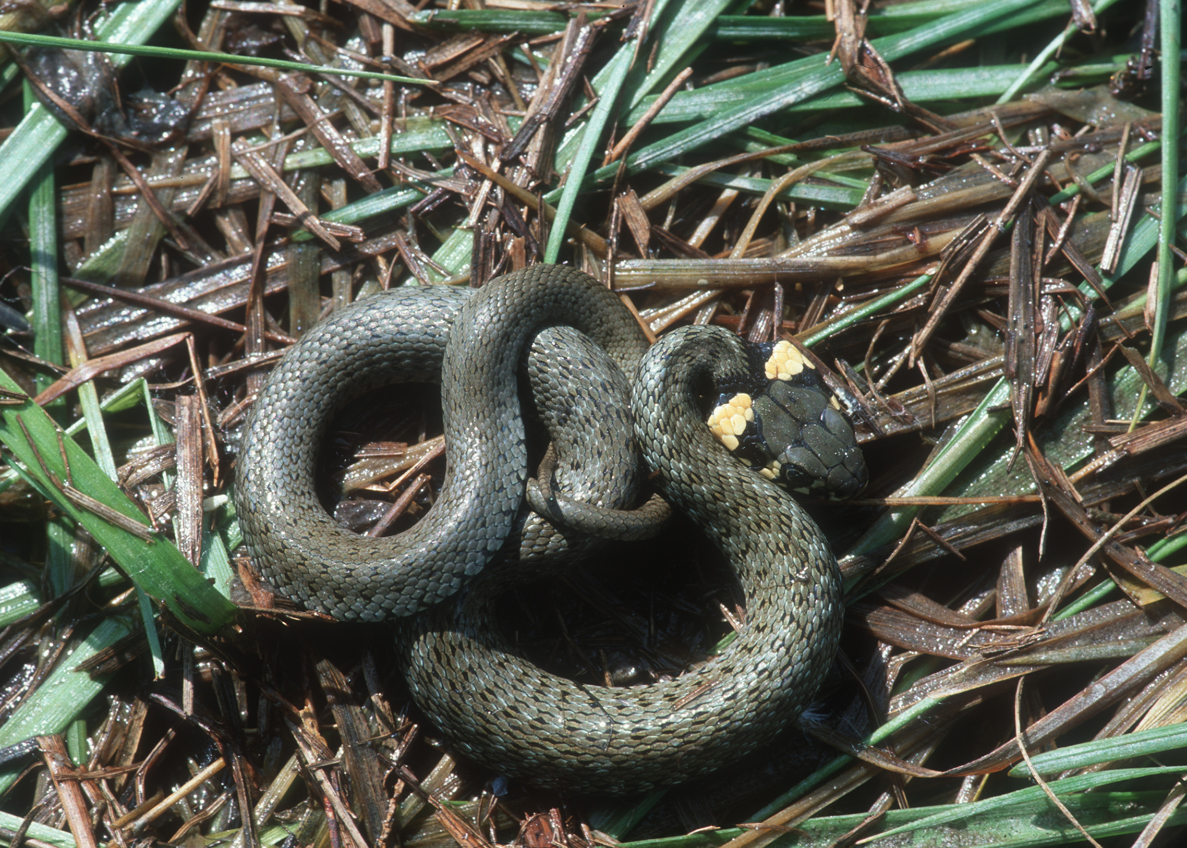 Nationalpark-Donau-Auen-3330-3-Reptilien-Ringelnatter-Baumgartner.jpg