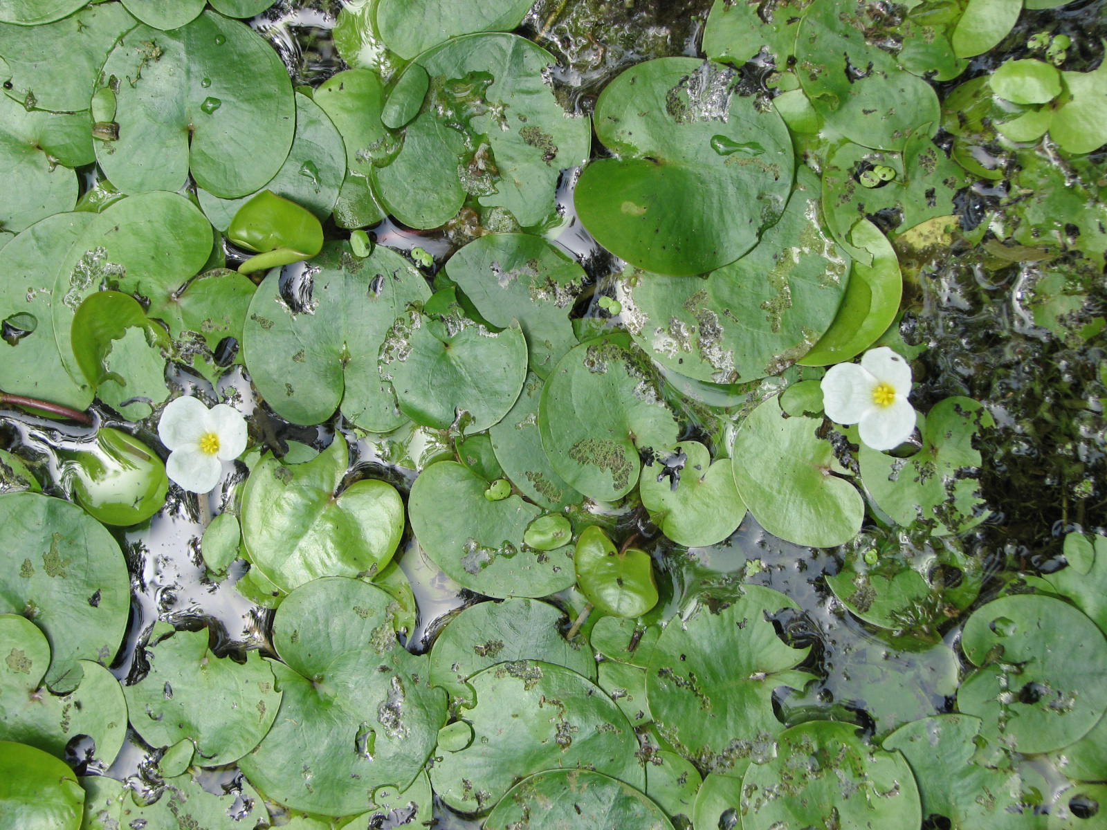 Nationalpark-Donau-Auen-13150-10-Flora-Wasserpflanzen-Froschbiss,Hlavac.jpg