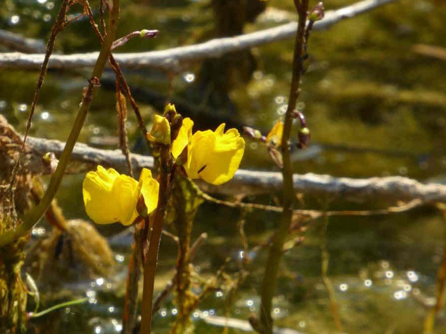 Nationalpark-Donau-Auen-37357-10-Flora-Wasserpflanzen-Wasserschlauch,Neumair.JPG