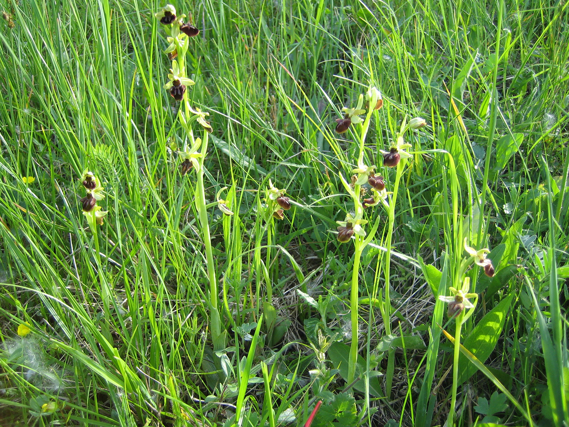 Nationalpark-Donau-Auen-15066-7-Flora-Krautige-Orchideen-Spinnenragwurz,Hinterreiter.JPG