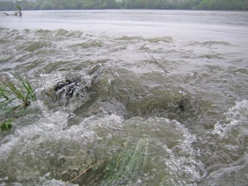 Nationalpark-Donau-Auen-Hochwasser4.jpg